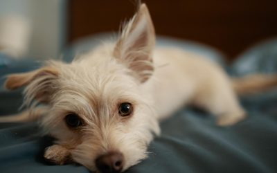 Pawprints in the Ozarks: Discover Branson’s Most Relaxing Pet-Friendly Cabin Escapes This August